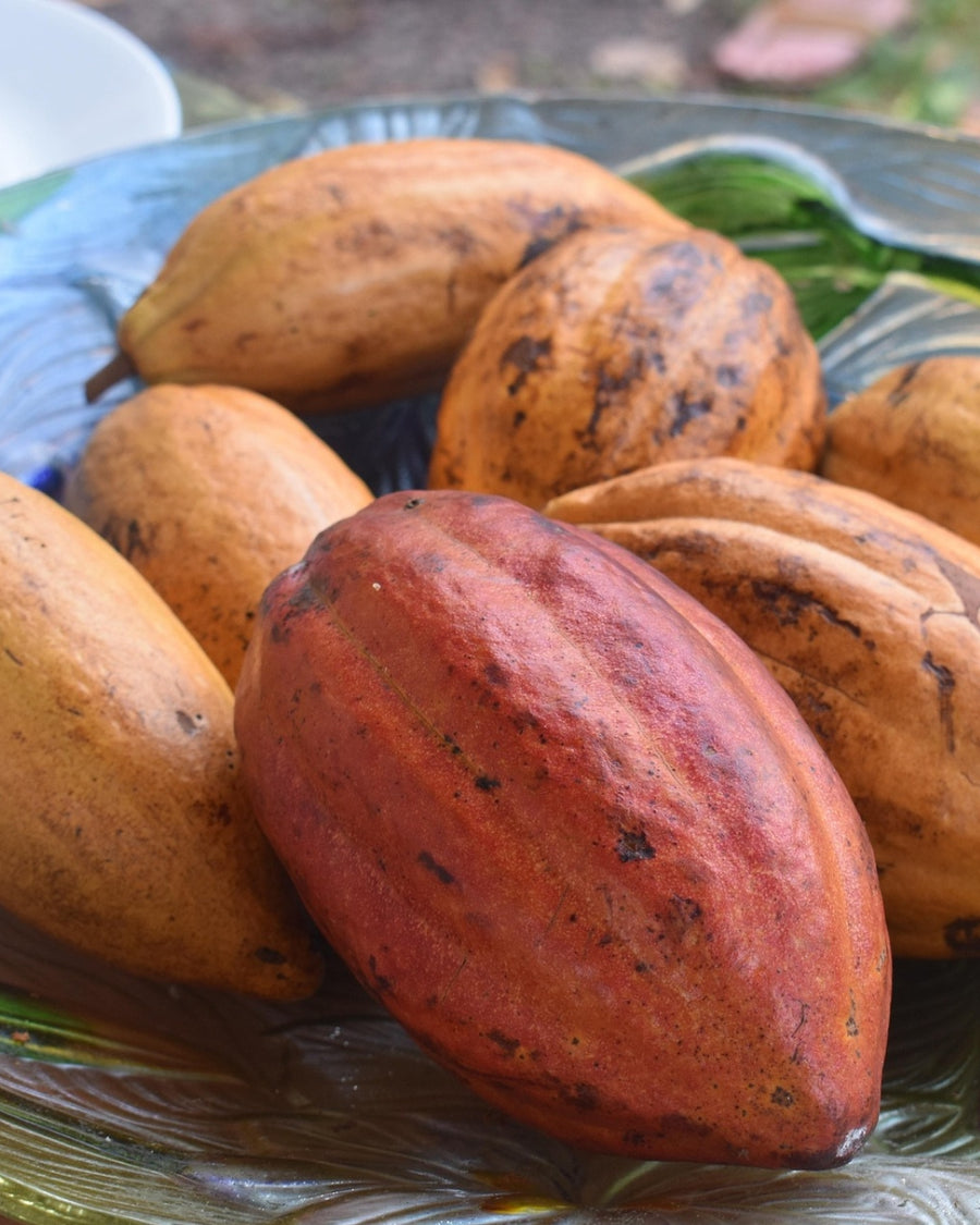 Cacao beans sourcing single origin chocolate India