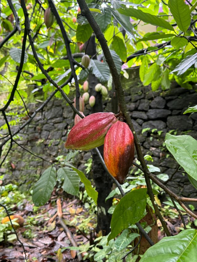 Mabon Chocolates